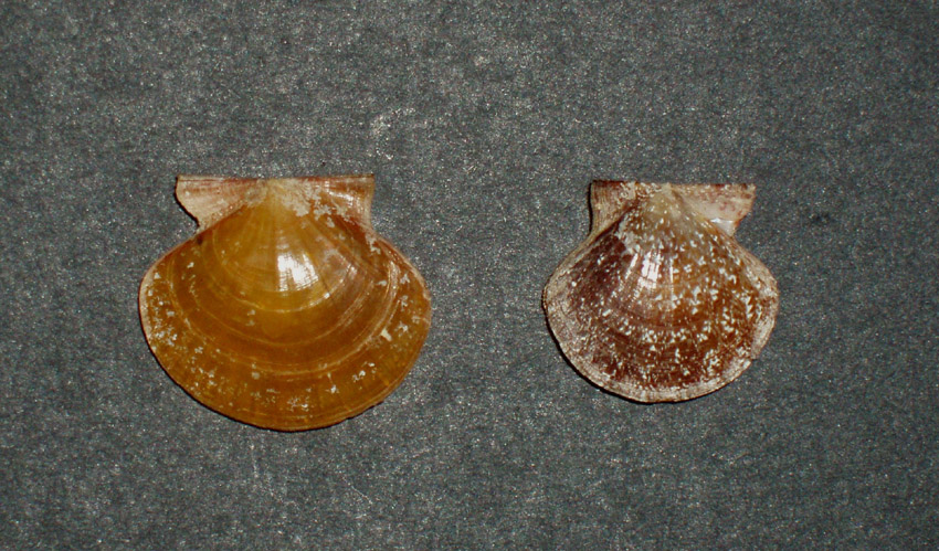 Famiglia Pectinidae